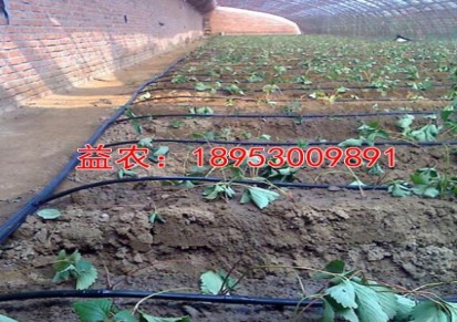 信阳温室草莓滴灌技术厂家