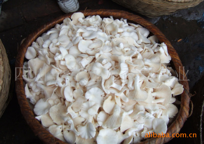 供应四川出产优质盐渍出口级姬菇,平菇，鲜菇等