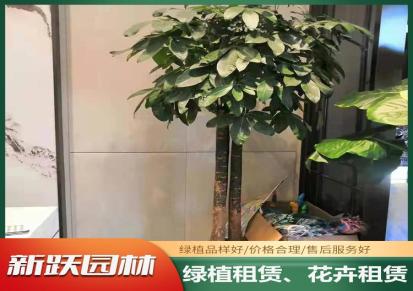 新跃园林办公室绿植花卉租赁 盆栽批发 种类丰富