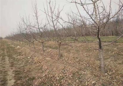 苹果树种植基地 15公分裸根苹果批发基地