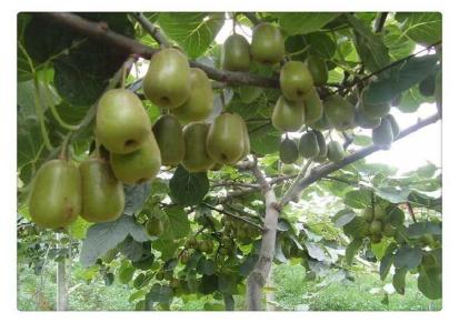 红心猕猴桃幼苗新品种 猕猴桃幼苗基地培育 生华苗木