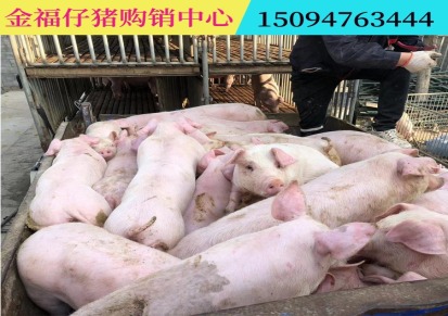 三元猪 三元仔猪价格 金福猪苗 发货全国 品种优良