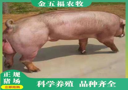 太湖母猪养殖基地 太湖公猪价钱 临沂金五福农牧欢迎现场挑选