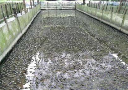 牛蛙苗养殖 樱芝蓝牛蛙苗养殖技术指导 种苗养殖高存活高量产