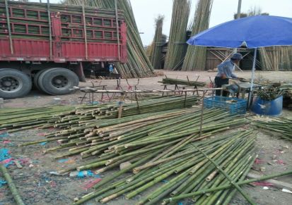 大量批发新鲜上市优质绿化支撑用小竹竿