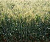 抗旱小麦品种高产抗旱小麦品种山科麦2000