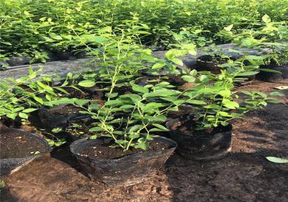斯巴坦蓝莓苗基地 瑞卡蓝莓苗批发价格 原土出售 无病虫害