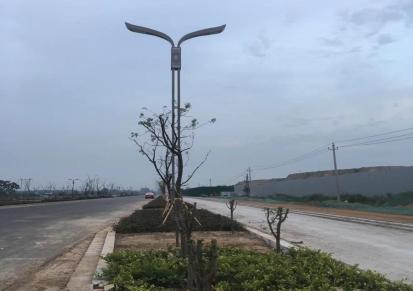 厂家批发新农村建设6米太阳能路灯 LED路灯