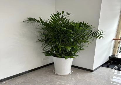 办公室想租赁植物，广州哪家园林公司好？