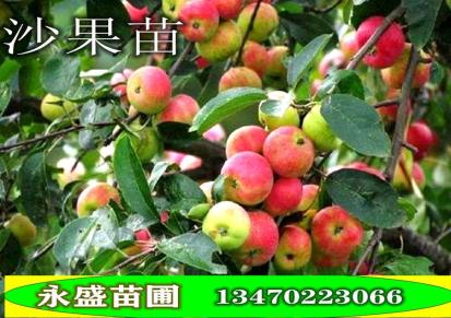 辽宁沙果树苗-沙果苗-123小苹果树苗