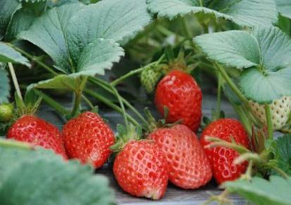 弥生姬草莓苗批发价格 草莓苗批发基地