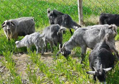 纯种山羊 青山羊养殖场 纯种白山羊 活体青山羊种羊价格表 怀孕母羊