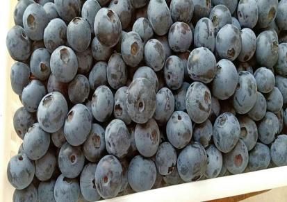 蓝莓现货供应进口水果 现卖现摘 欢迎来电咨询