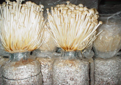 新鲜 白色 金针菇 菌类食品 蘑菇 腌制食品