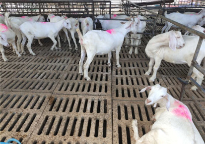 山羊活体出售批发3-6个月波尔山羊苗 中盛缘 小尾寒羊活羊纯种