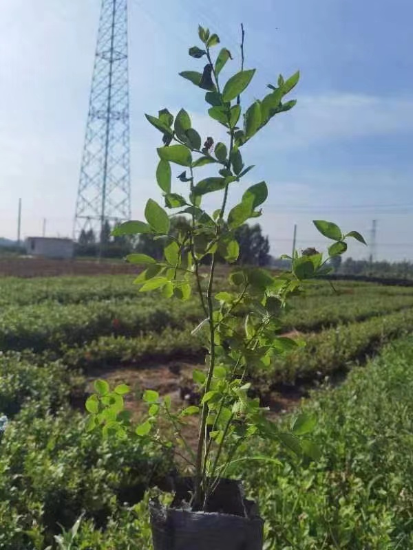 H5蓝莓苗湖南种植方法