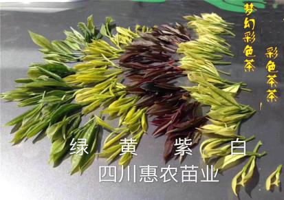 惠农苗木出售茶叶苗 仙桃黄金芽茶苗