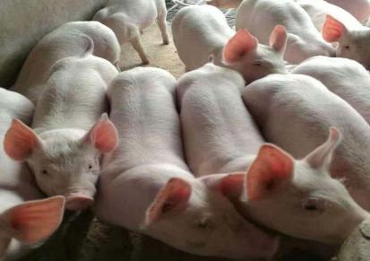 喀什地区 仔猪价格 三元猪苗 三元仔猪养殖场 成法