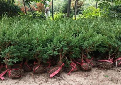 50公分小蜀桧供应 顺康苗木场 色块苗 可定植 荒山复绿