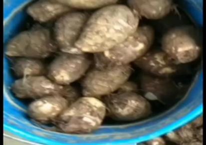 毛芋头批发 芋头种植基地 芋头价格 文雨果蔬 量大优惠