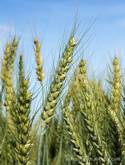 常年供应营养健康小麦 河南小麦批发 优质小麦
