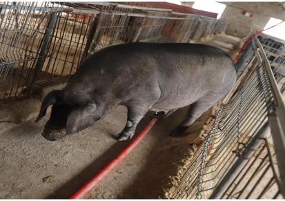 育肥母猪批发 创新猪场培育 来电咨询行情价格 指导养殖技术
