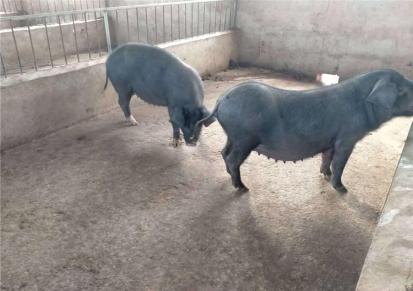 泰旺养殖 长太二元母猪养殖 大约克公猪繁殖场 低价出售