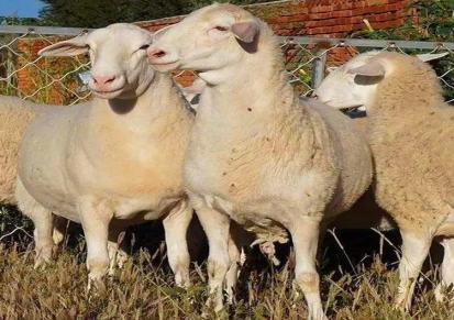 肉羊养殖场 杜泊绵羊市场价格 包邮 江诚牧业