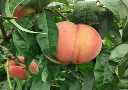 红不软金红桃苗 保法种植场供应 产量高 易储存