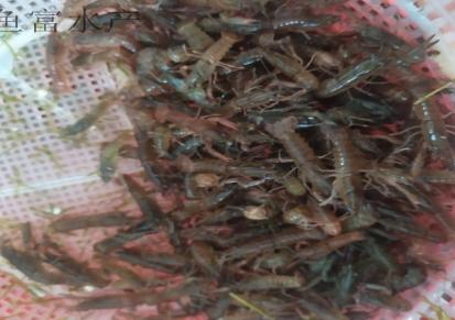 繁殖场直供 澳洲淡水龙虾苗 容易生长 成活率高