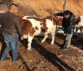 300斤西门塔尔四代牛犊子批发价格 吉林大型养牛场 牛源充足