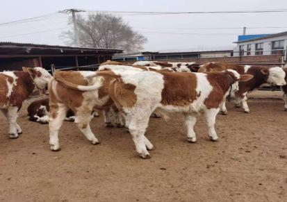 质量好的西门塔尔牛出售价格 散养架子牛 各规格牛源充足