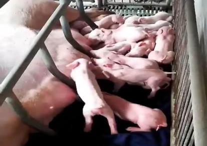 河北养殖仔猪 三元二元品种批发 诚东牧业 20斤左右仔猪出售