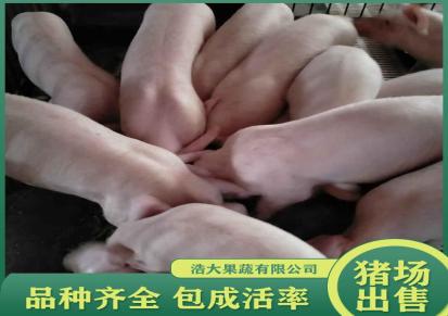 优质小猪苗批发 育肥猪苗健康活泼 浩大牧业欢迎抓猪