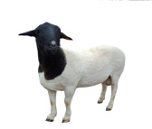 4-5个月的羊羔  和丰养殖 现货批发优质改良杜泊绵羊 杜泊绵羊羔价格量大从优