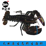 海产品批发 天然野生龙虾活龙虾 肉质鲜美