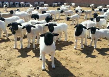 小羊羔价格 杜泊绵羊养殖场 视频挑选 江诚牧业