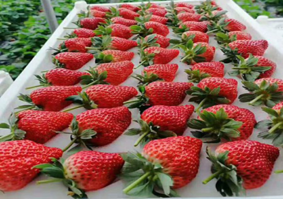 锦州优质牛奶草莓供应