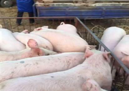 北方仔猪出售 运输小仔猪养殖批发 鸿福牧业欢迎新老客户咨询