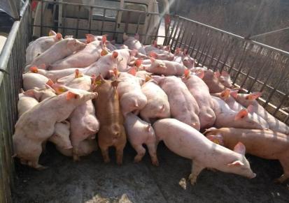 三元猪苗批发市场 培兴牧业提供20斤猪苗 价格不高欢迎咨询
