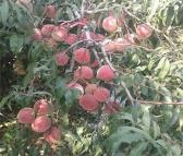 红不软5月桃苗 保法种植场供应 可食用早熟桃树苗