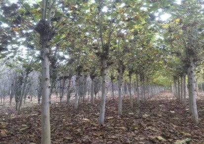乔泰园林12公分截杆法桐一年帽 山东法桐树基地直供 法国梧桐树