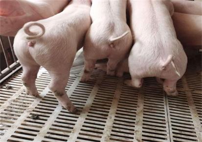 猪娃批发 出售小猪崽 猪秧子价格美丽 宏发猪业