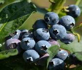 基地批发现货蓝丰蓝莓苗 口感好产量高蓝丰蓝莓苗 规格品种齐全