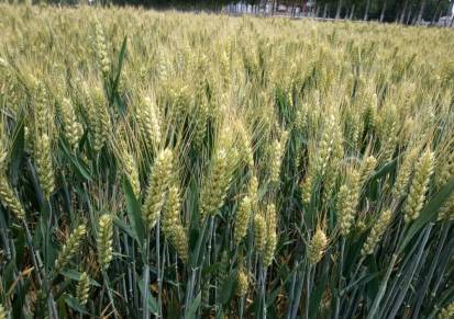 抗盐碱小麦种子高产小麦新品种德抗961