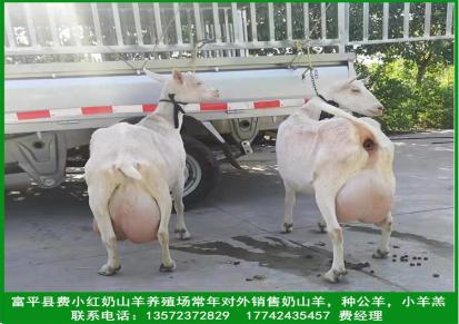 陕西富平萨能奶山羊养殖基地常年销售种公羊，青年羊，小羊羔，指导饲养