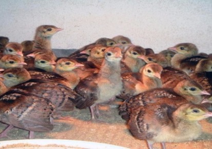 专业孔雀养殖场常年出售蓝孔雀 在线咨询孔雀苗价格
