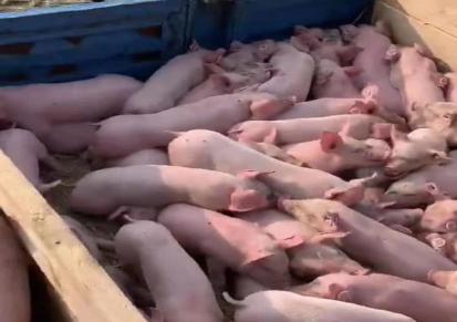 四川附近养猪场卖小猪财富牧业山东小猪价格送猪到家