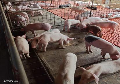20-30斤仔猪苗全国出售 帮建猪舍 选择宏发牧业 小仔猪便宜卖