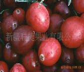 进口蔓越莓干 （11.34kg/箱）